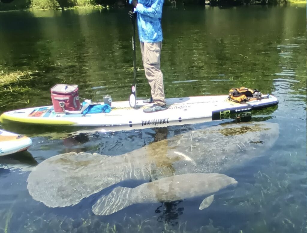 Paddle-board-with-manatees-mother-and-baby-florida-springs-rental-tour-Epic-paddle-adventure